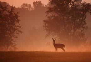 September Morning