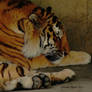 18 Bengal Tigers