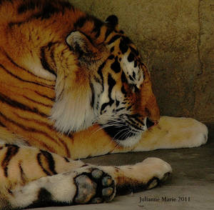 18 Bengal Tigers