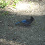 Stellars Jay