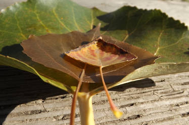 Big leaf, medium leaf, small leaf