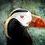 Tufted Puffin