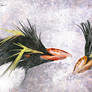 Two Crested Penguins