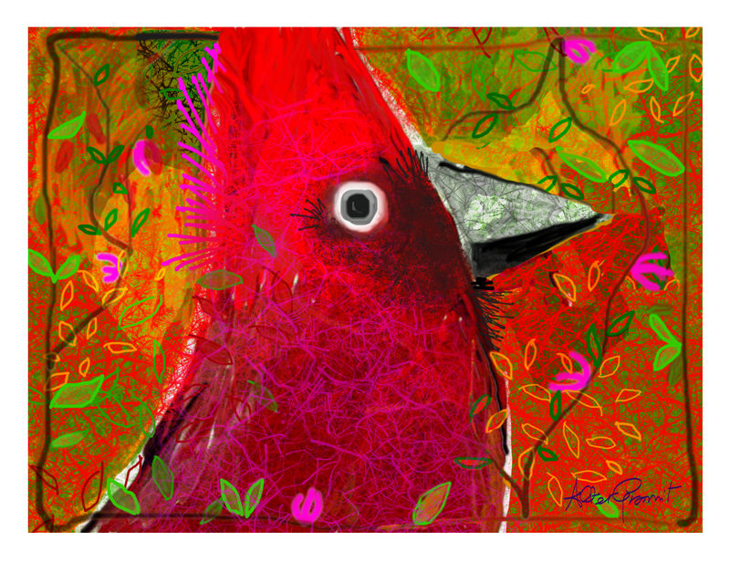 Red Cardinal