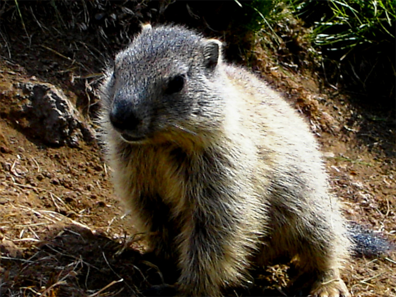  MARMOT