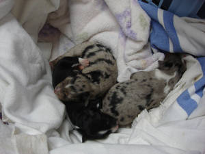 Heart shaped Aussies