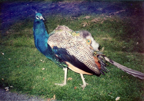 Scottish Peacock