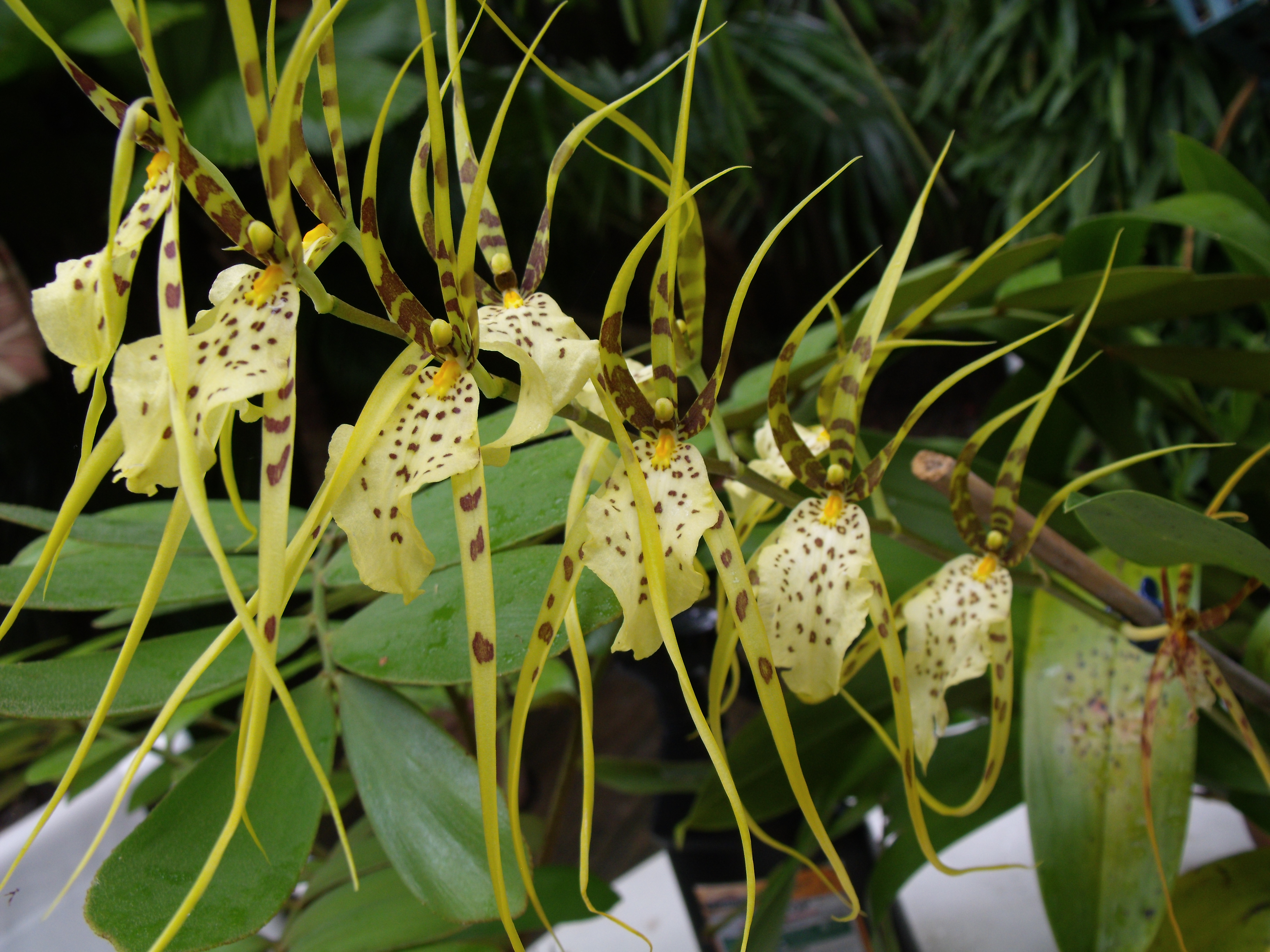 Brassia Orchid Bloom 4