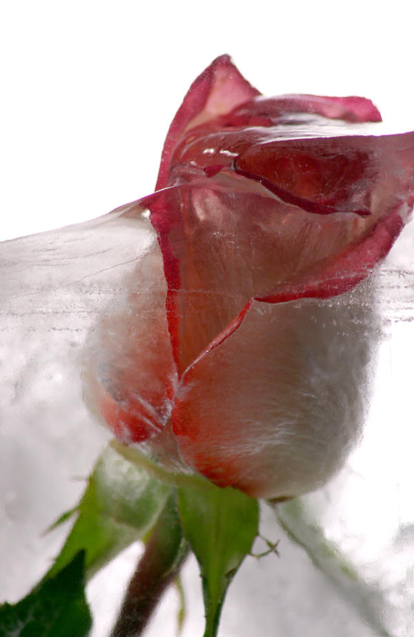 Rose Ink Ice Ice Rose by neweden on DeviantArt