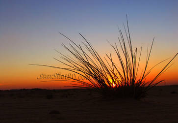 sunset among desert