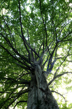 Under The Tree