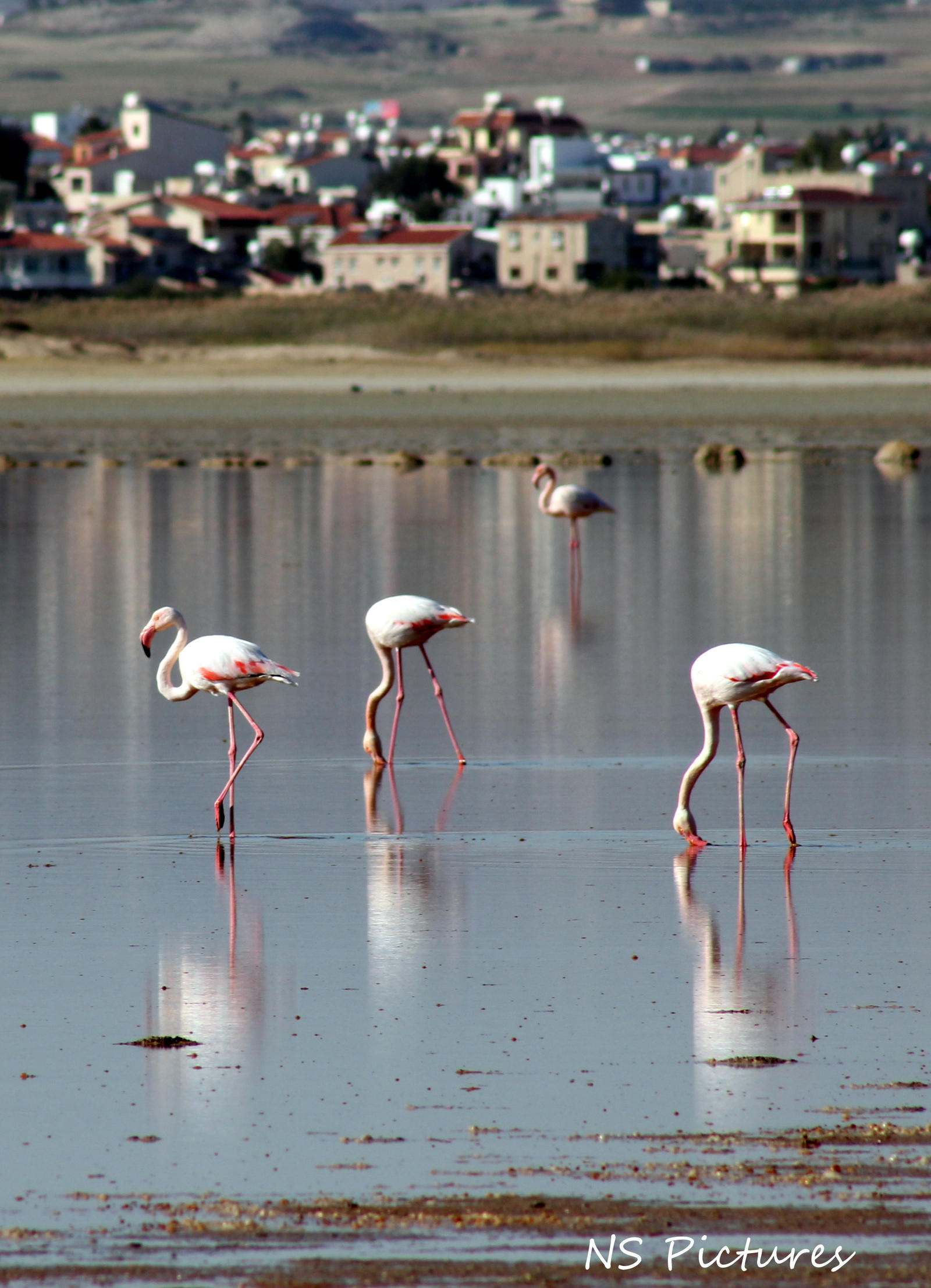 Flamingos