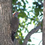 Flicker in my yard II