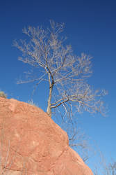 Tree at Red Rocks Canyon