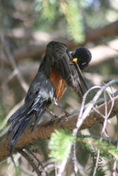 Preening Robin