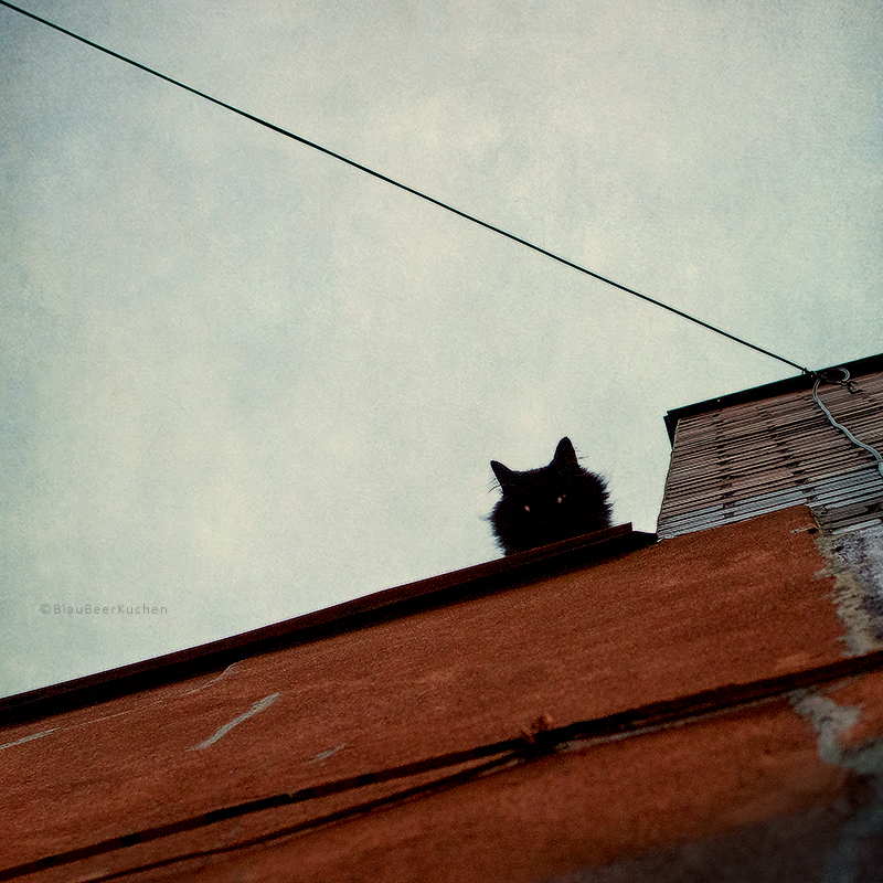 watcher on the roof