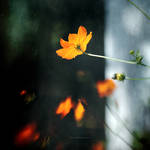 the bleakest corners are abloom with flowers by bluePartout