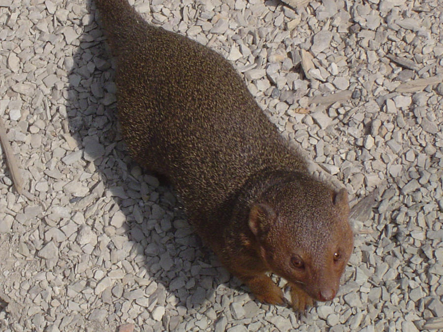 Zoo Oliemeulen - Mongoose 01