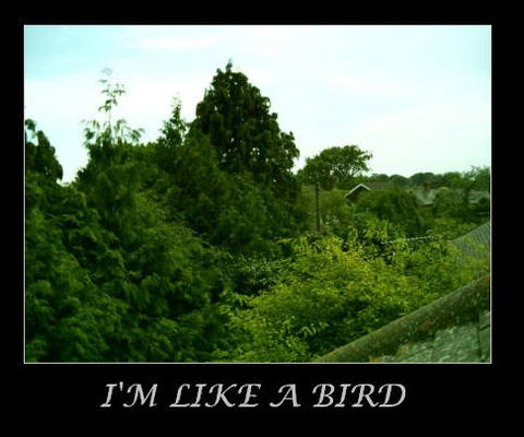 I'm like a bird