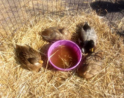 Ducks at a Petting Zoo