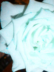 A Blue Rose