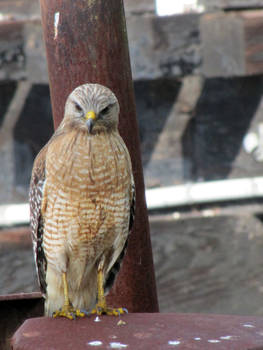 Red Tailed Hawk