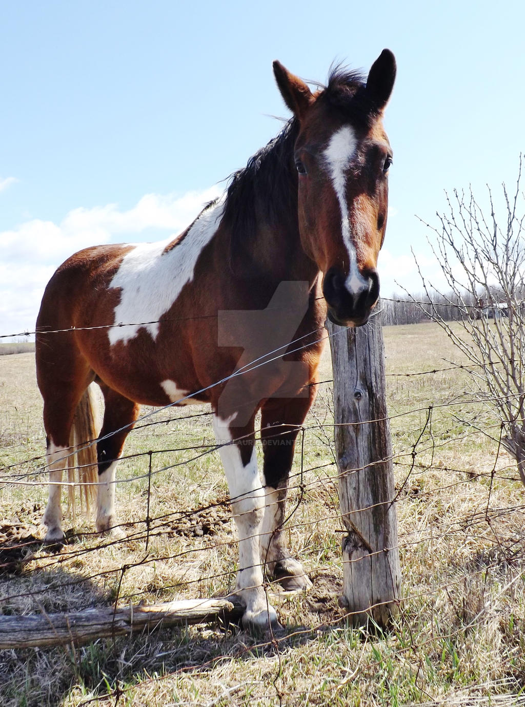 model horse