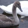 Young Swan