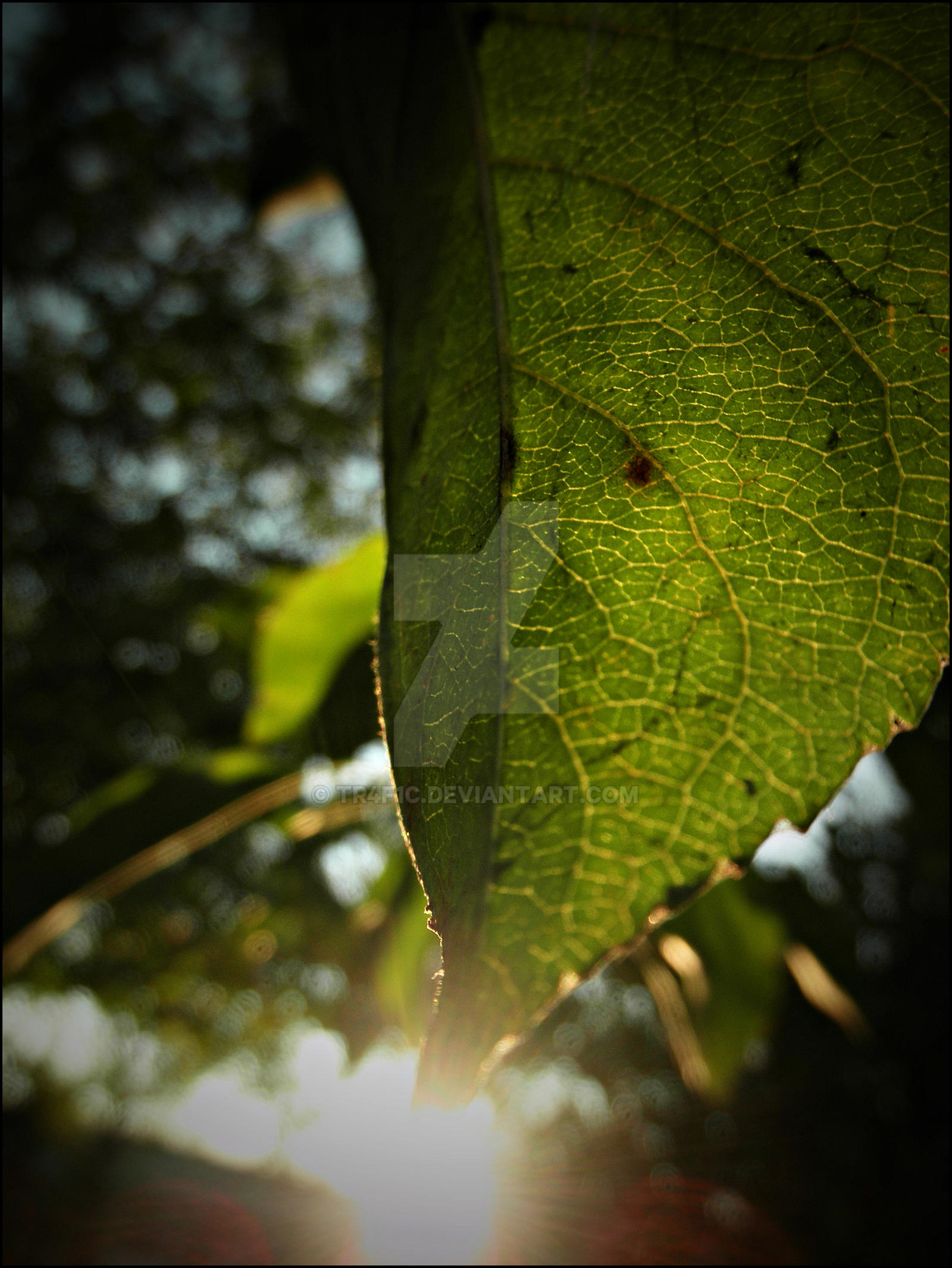 A piece of a tree