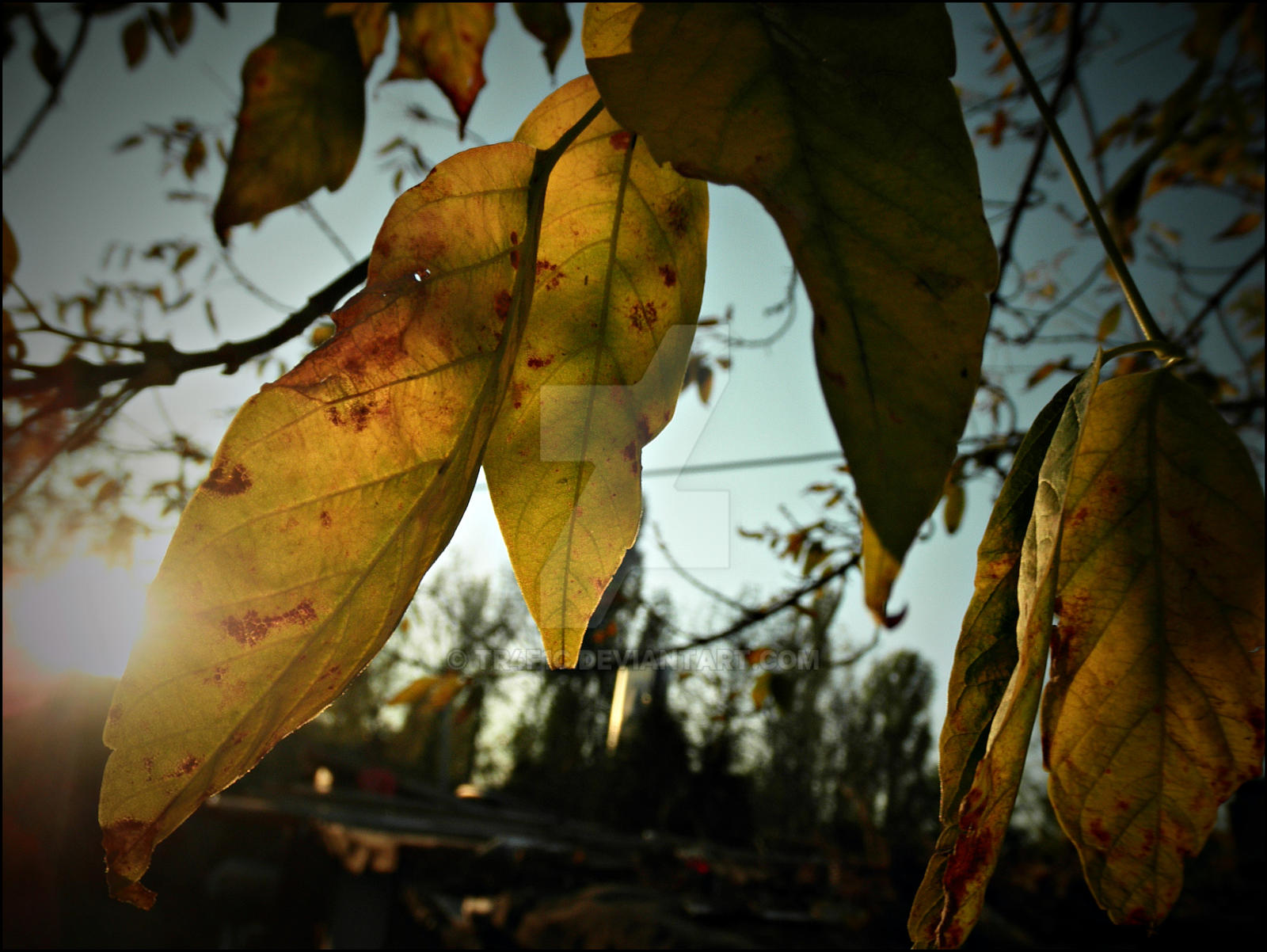 'Rusty' leaf