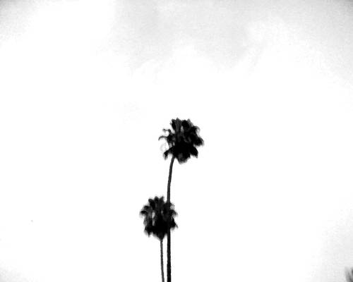 Palms