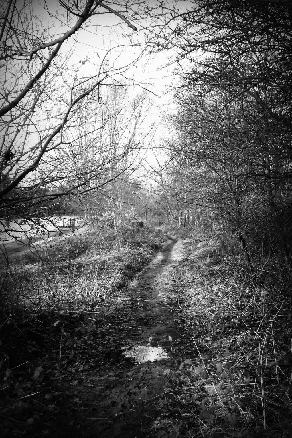 Black and White - Forest Path