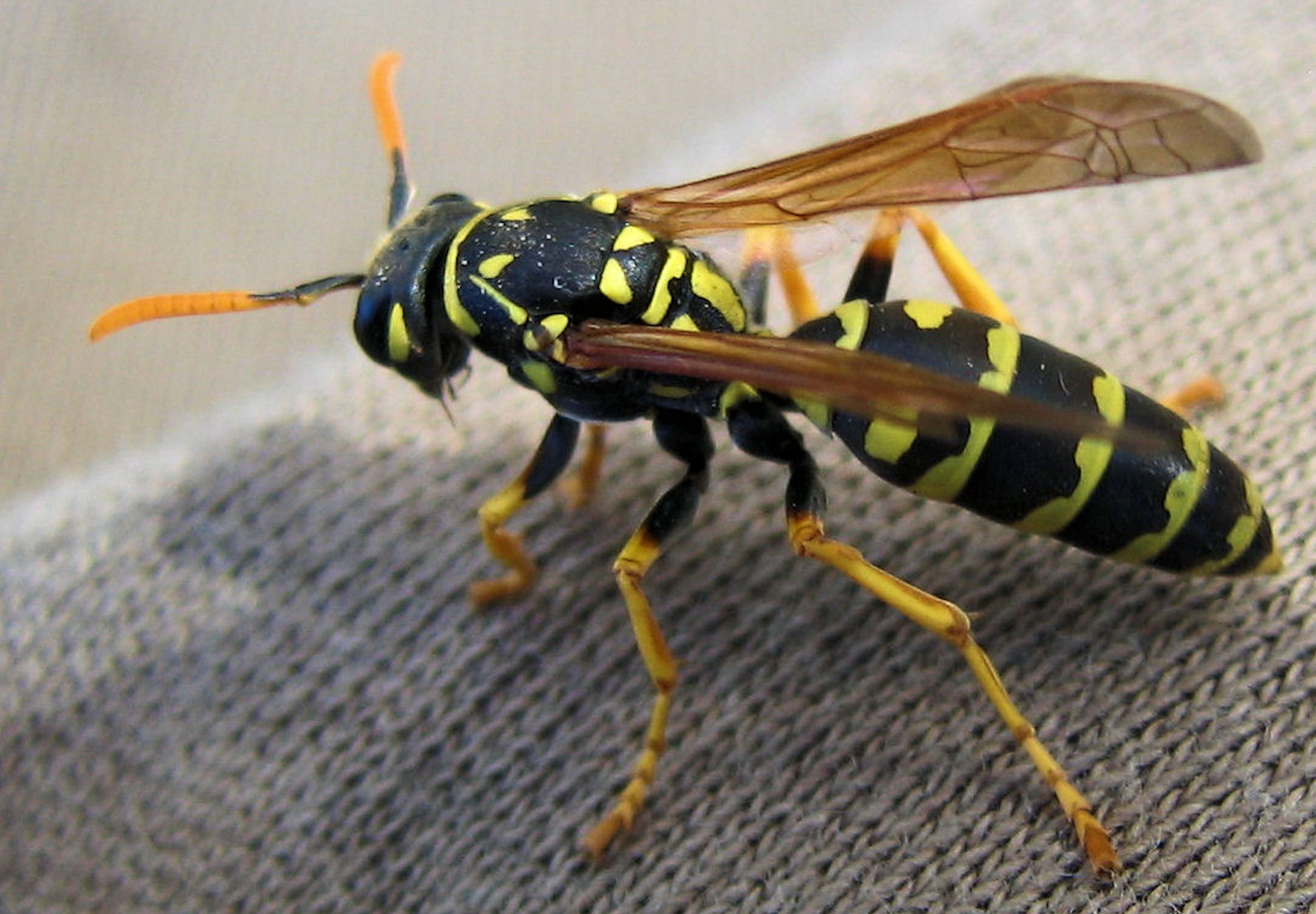 Wasp