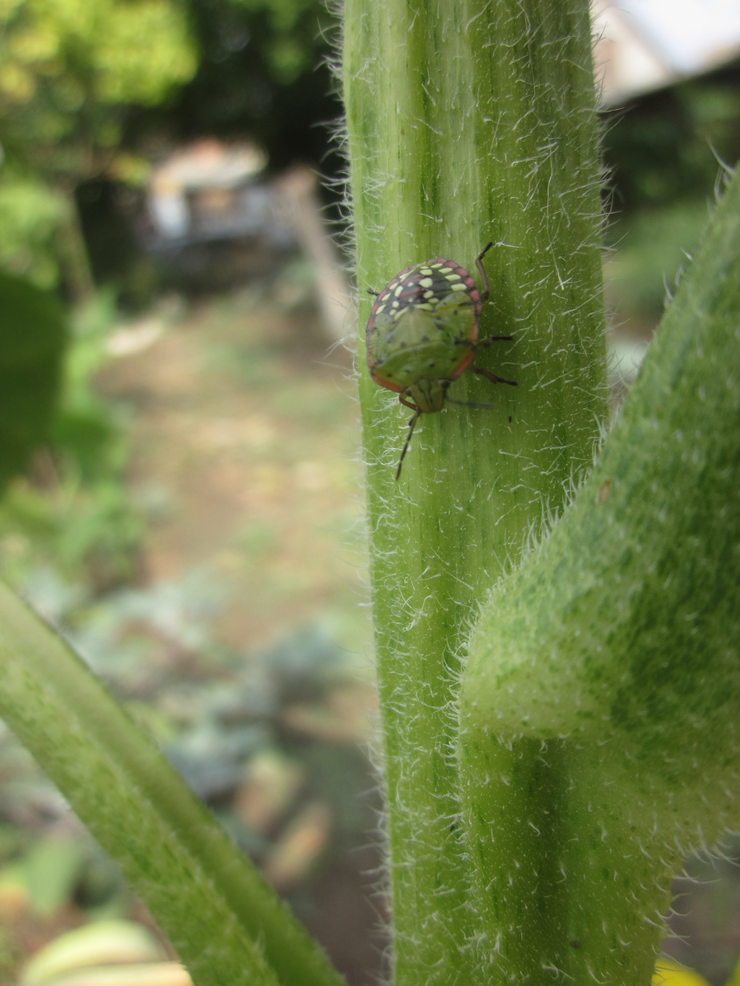 Heteroptera 2