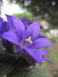 Campanula glomerata 2