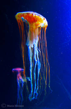 Jellyfish 4