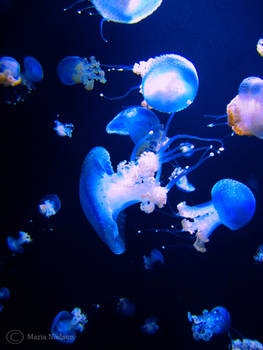 Blue Jellyfish