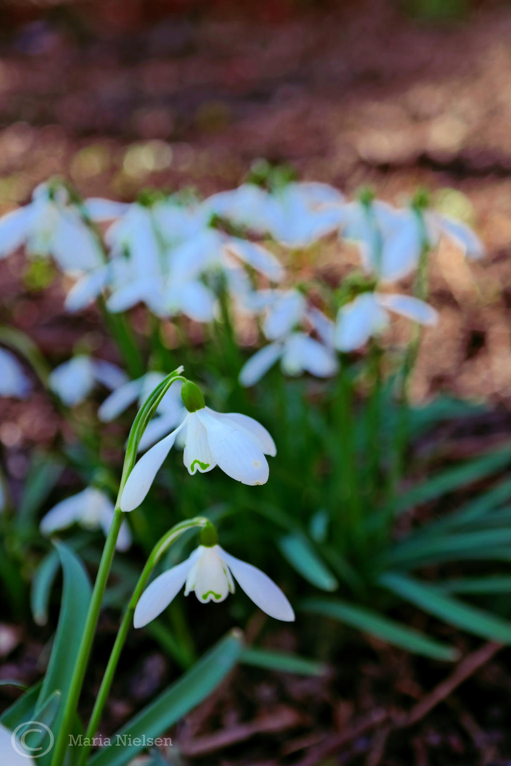 Snowdrops