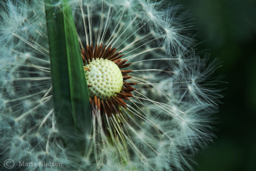 Dandelion 2