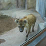 Spotted Hyena mom
