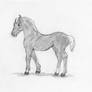 Welsh filly - quick sketch