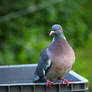 pigeon 3