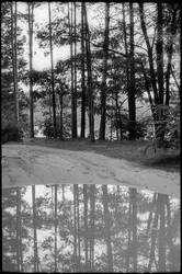 puddle forest