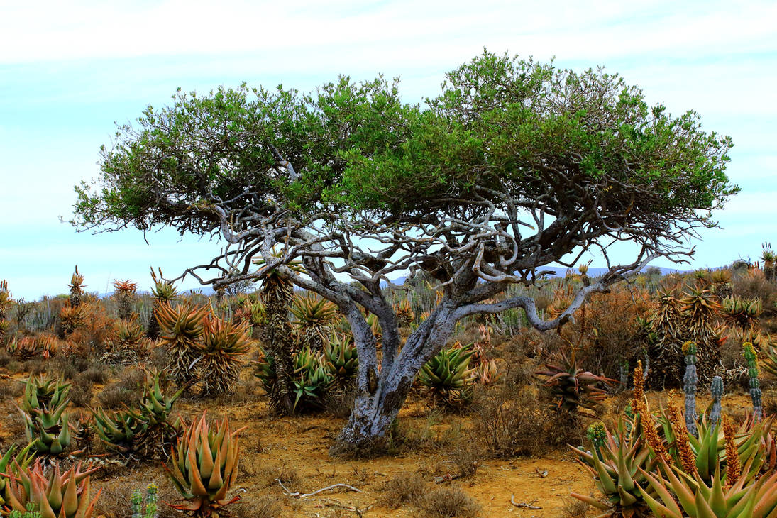 Trees of the Karoo 001 by ChristianGreenSage on DeviantArt