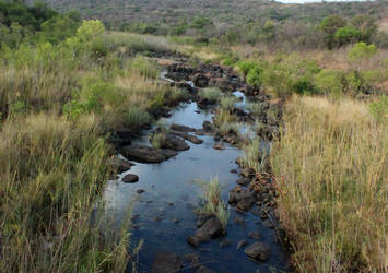 Bushveld stream