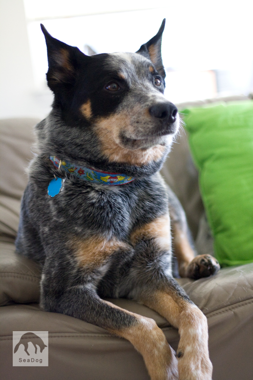 King of the Couch