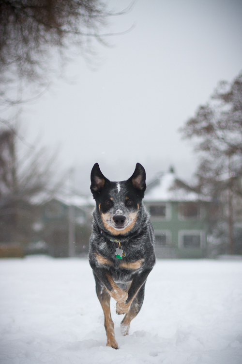 Snow Day