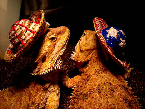 El Bearded Dragons.