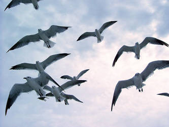 Gulls