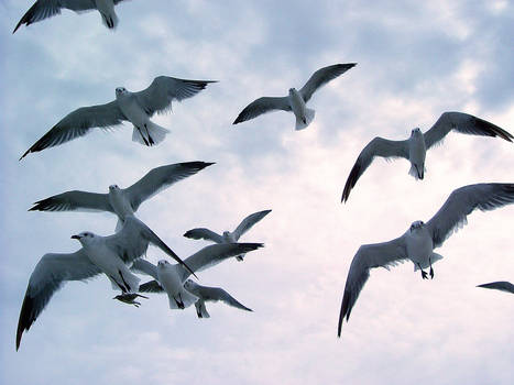 Gulls